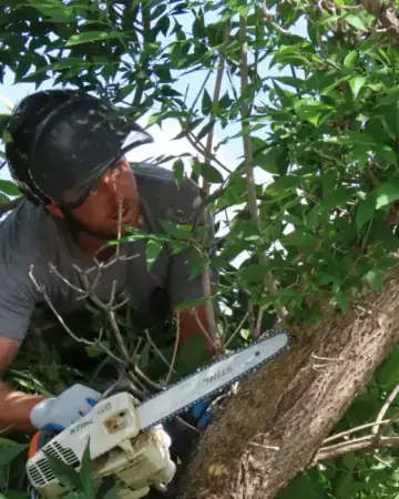 Tree care specialist cutting a branch with a chainsaw in Buffalo, NY