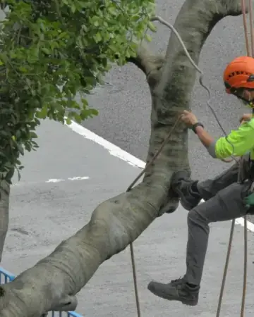 Arborist climbing a tree with ropes and safety gear