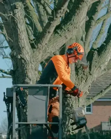 Arborist working from an aerial lift in a large tree in Buffalo, NY