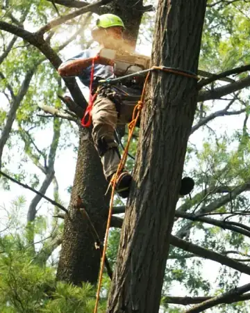 Tree removal service in Buffalo