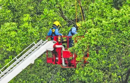 Tree emergency response service in Buffalo