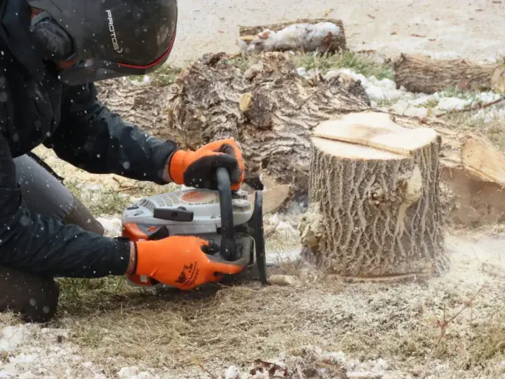 Stump grinding service in Buffalo