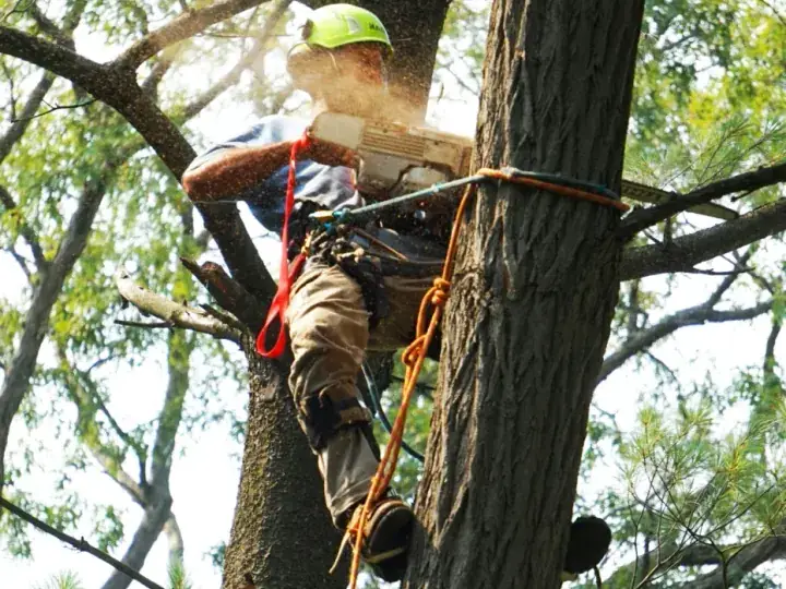 Tree removal service in Buffalo