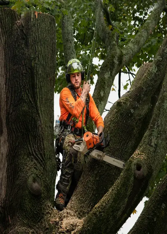 Climber with a chainsaw working in a large tree in Buffalo, NY